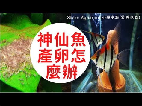 神仙魚繁殖秘笈|美麗優雅的神仙魚，它們的繁殖方法有哪些？有哪些注意事項？